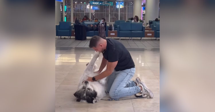 Man Flies Cross-Country To Spend Single Day With His Beloved Dog ...