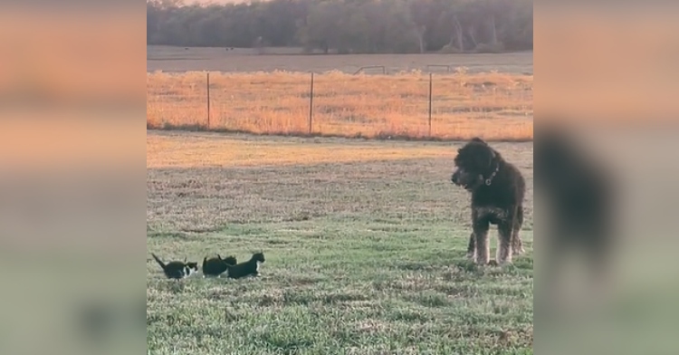 A large dog looks back as he plays outside with three small black and white kittens.