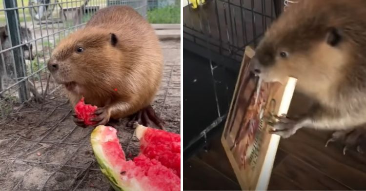 Baby Beavers Might Be The Cutest Animal Alive WATCH