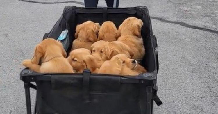 So Many Golden Retriever Puppies! (CUTE COMPILATION) - Puppy Love on Make a  GIF