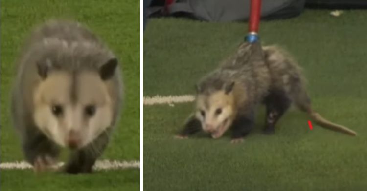 Opossum Storms The Field At Football Game, Gets Unceremoniously Ejected ...