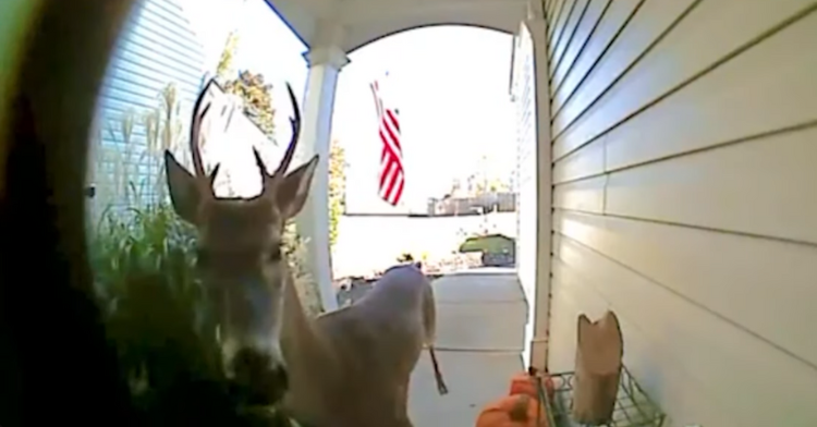 WATCH: Deer "Plays" Ding-Dong Ditch On Deputy's Porch In Hilarious ...