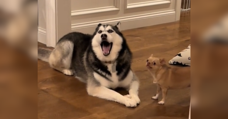 Husky And Chihuahua Get In The Cutest Argument Ever. – InspireMore