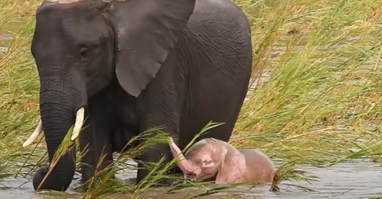 A large Mom elephant stands with her little on in a river. The baby elephant is pink.