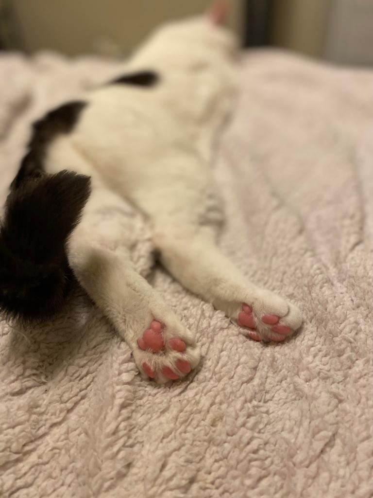 A cat lays on a bed. The cats tail is closest to the camera. There's a focus on the feet with a blurriness toward the top of the photo. The cat is mainly white with a black tail. The toe beans on their back paws are a dark pink.