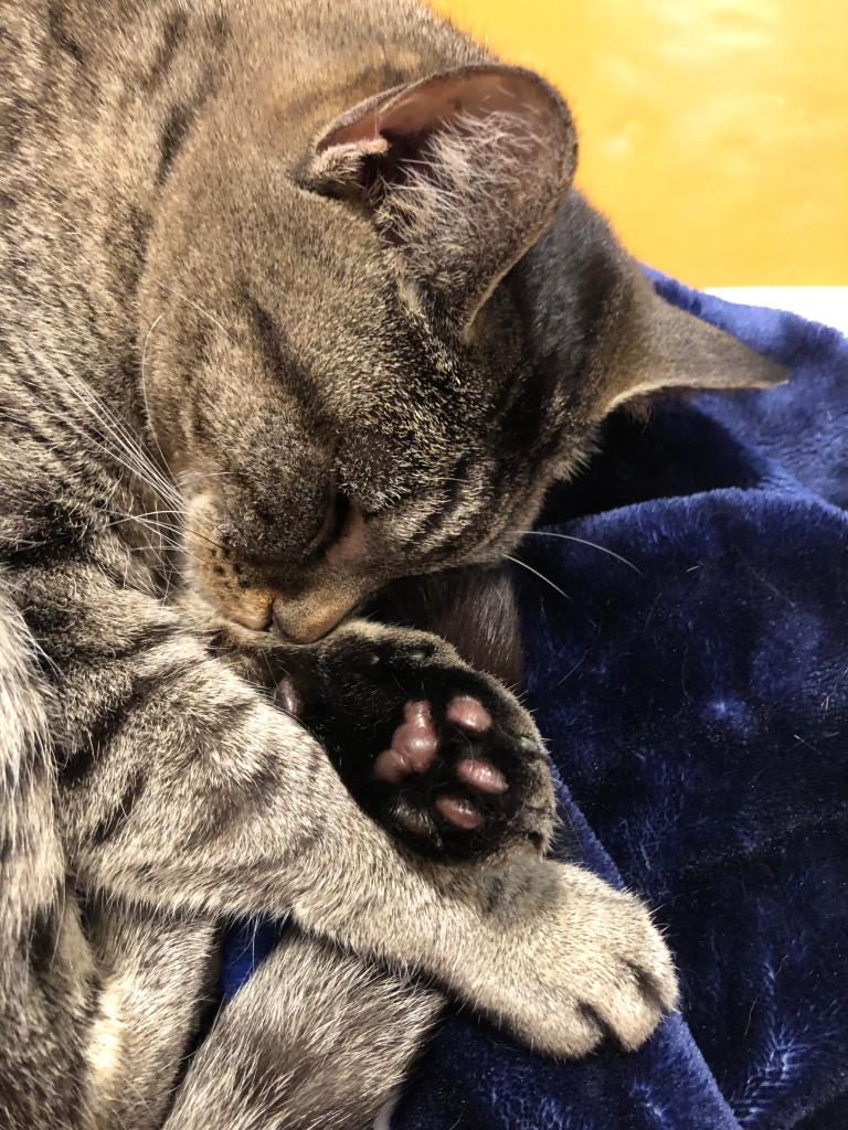 A multi-colored cat sleeps on their side, showing off the toe beans on one paw. The fur on the bottom of their paw is black and their toe beans are a pinkish color.