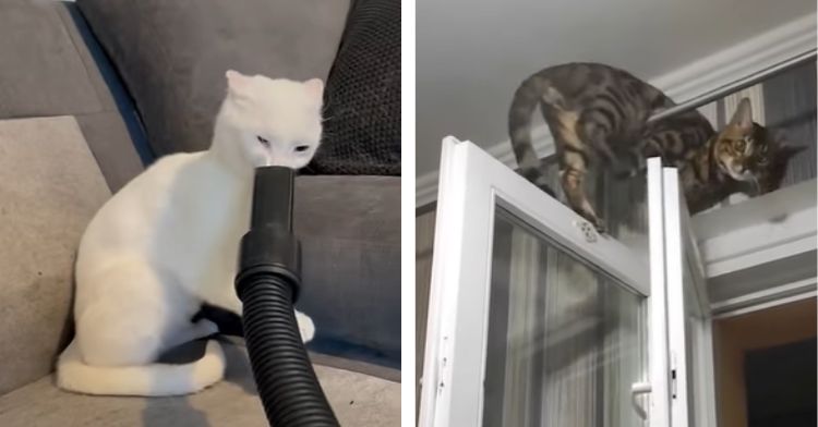 Cats May Have 9 Lives But These Kitties Are Pushing Their Luck