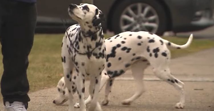 Two Dalmatians going for a stroll with their dog walker.