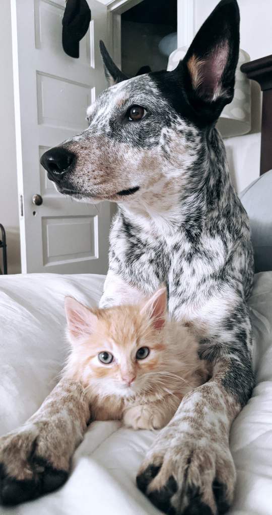 A big dog lays protectively over a small cat. 