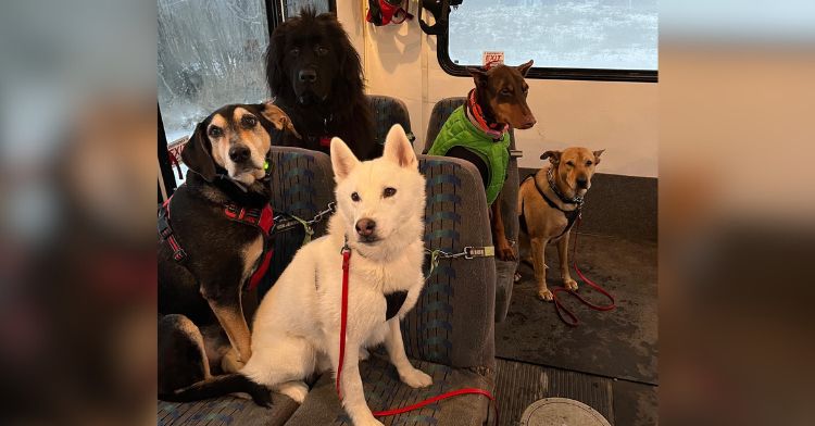 Dogs ride the bus together on a field trip.
