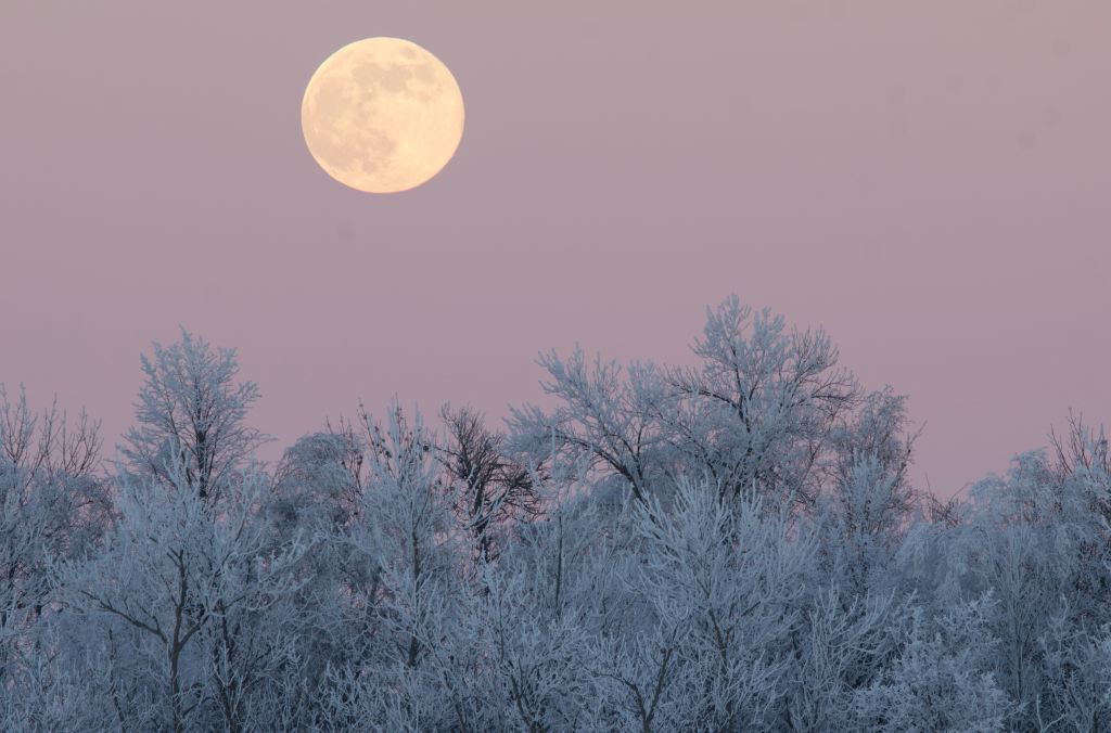 View of a bright, full Moon in a lavender sky. Below the view of the Moon are lots of trees covered in snow.
