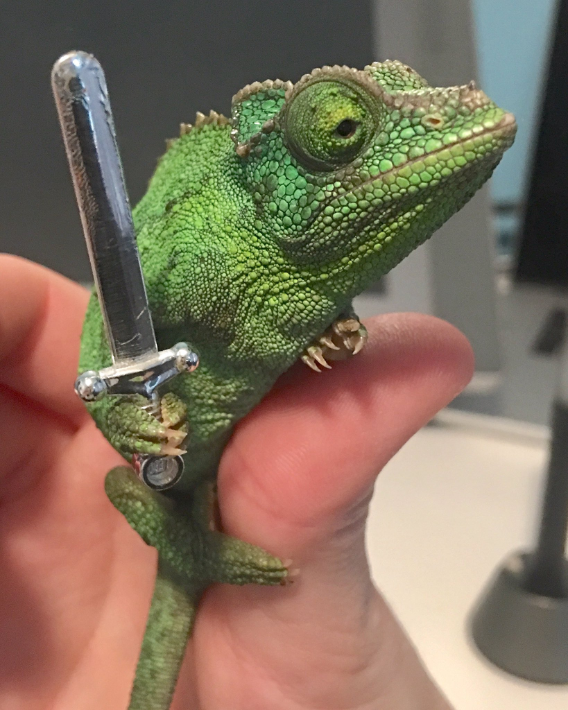 chameleon holding tiny sword