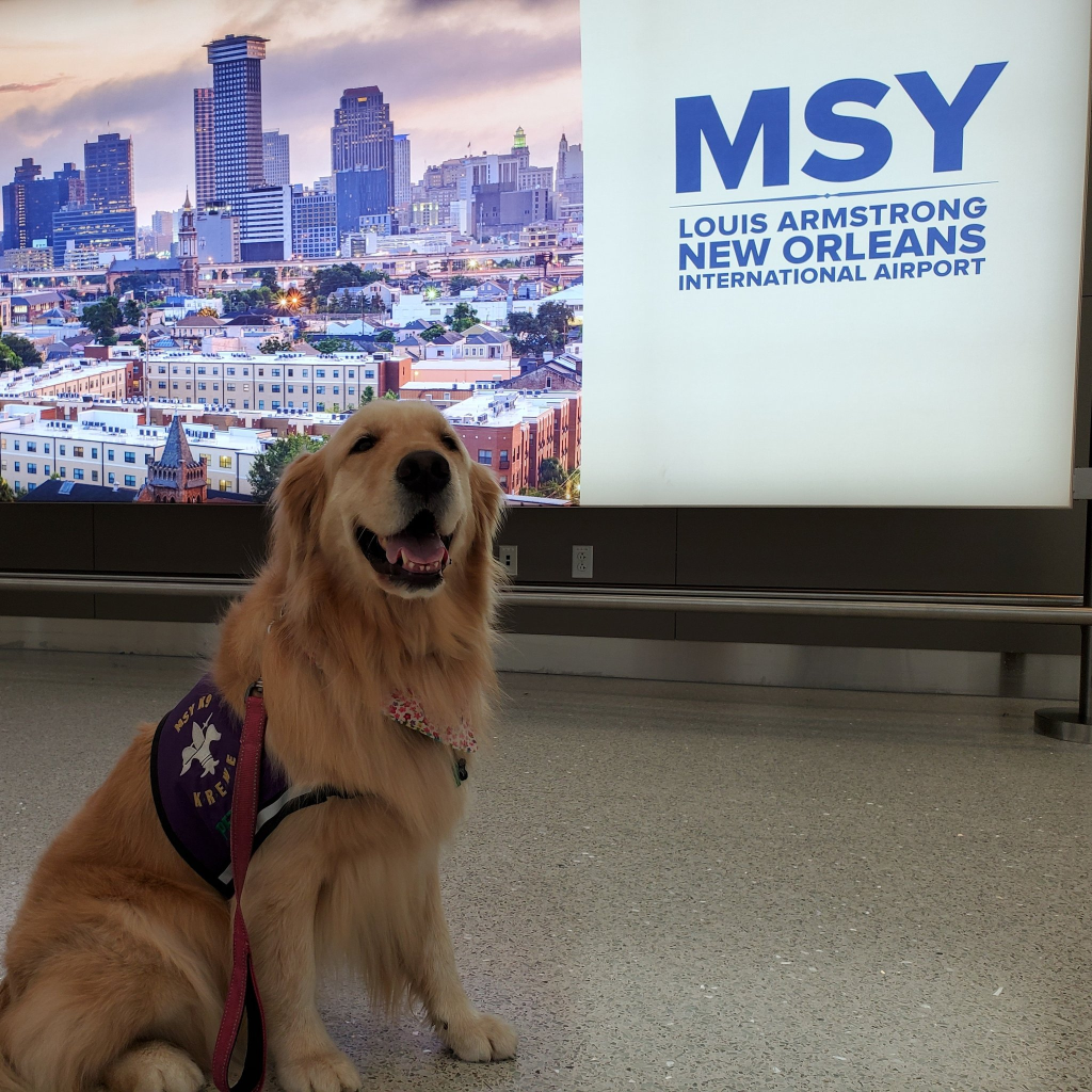 happy dog in airport