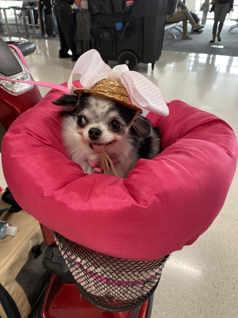 dog wearing hat with bow