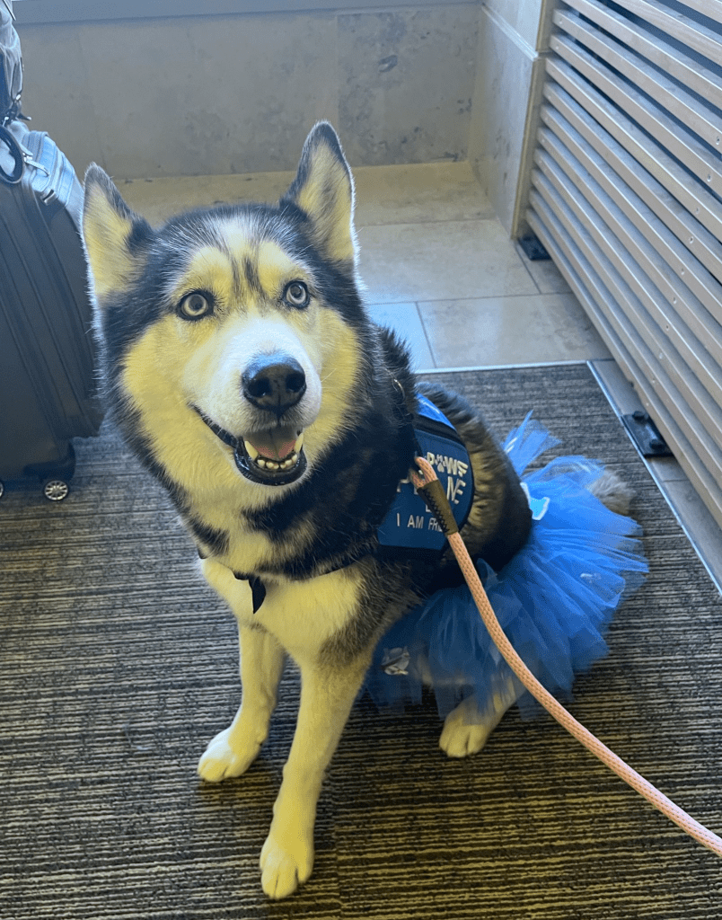 husky wearing a tutu