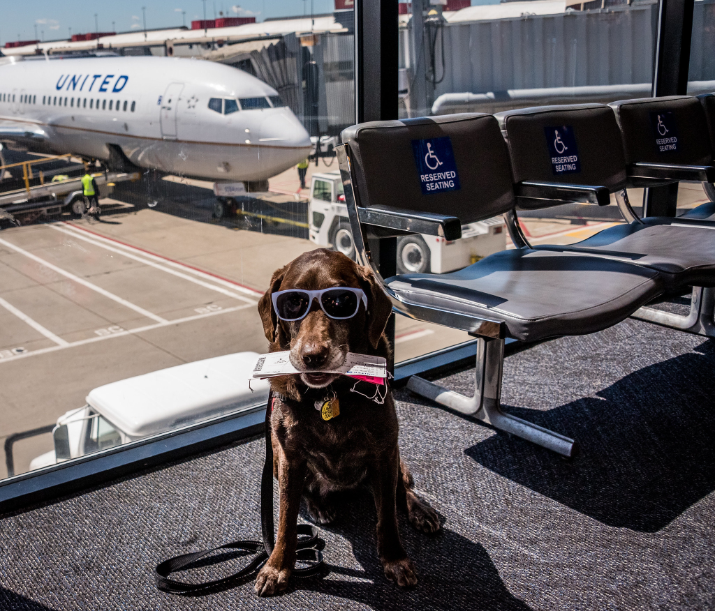 dog wearing sunglasses with plane tickets