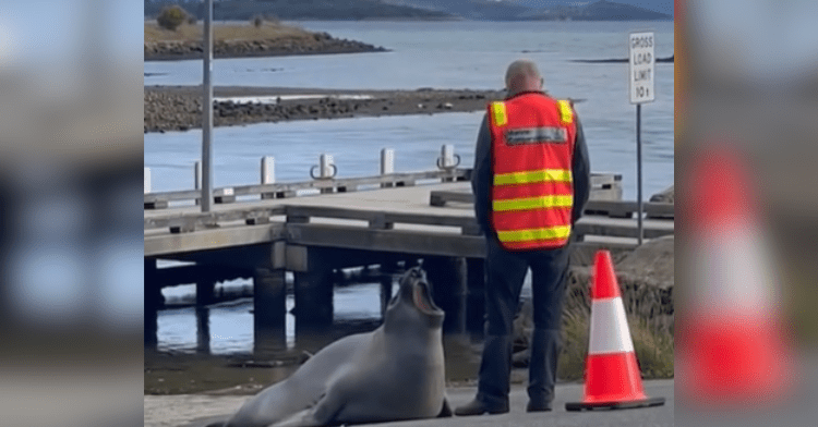 neil the seal yells at man