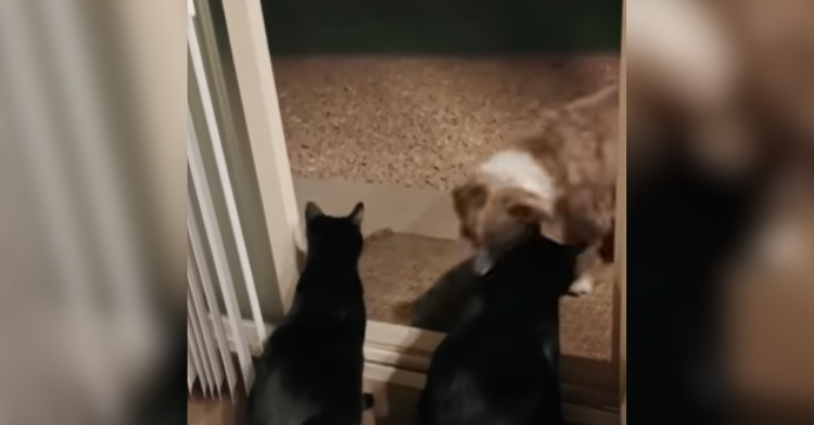 two cats and a dog at the door