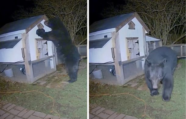 Bear Tries Breaking Into Chicken Coop — But Not On This Woman's Watch ...