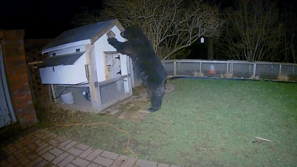 Bear attacks a chicken coop in a yard.