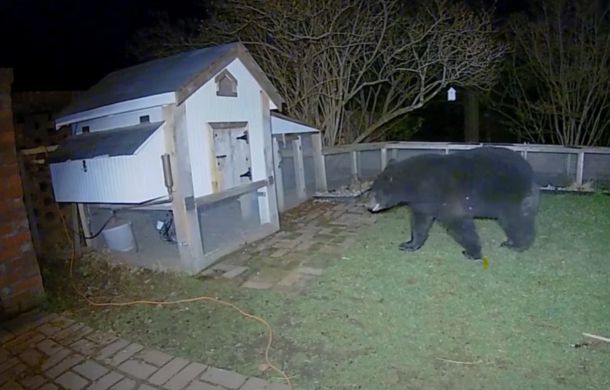 Bear Tries Breaking Into Chicken Coop — But Not On This Woman's Watch ...