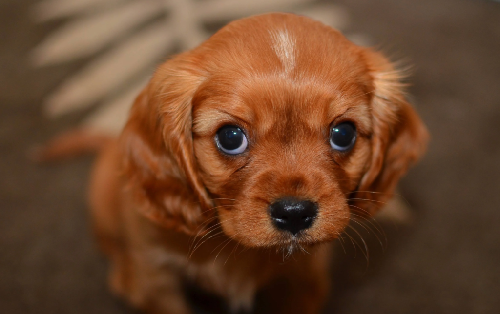 puppy dog eyes cocker spaniel