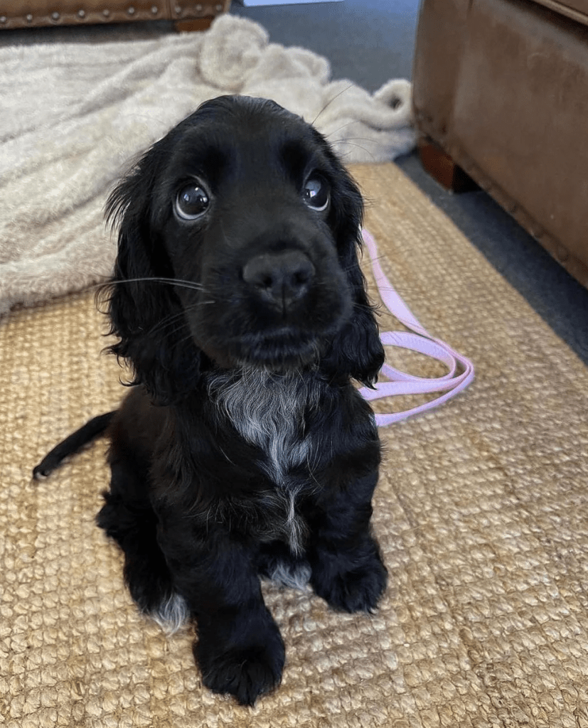 Sad black puppy. 