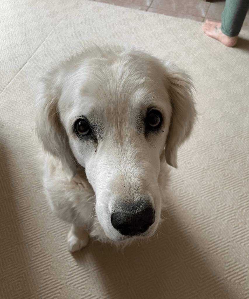 white dog with sad eyes