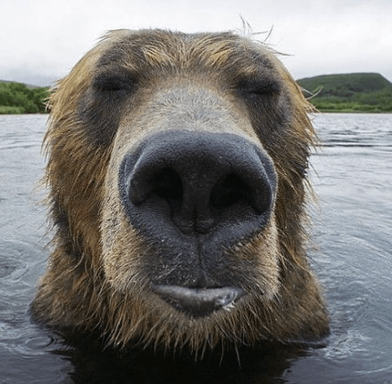 The Cutest Bear Snoots Captured By Trail Cameras. – InspireMore