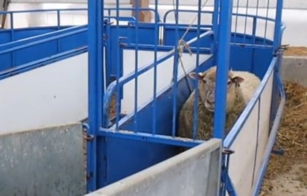 “cmon Marge” Sheep Farmer Chronicles Hilarious Process Of Moving Her Largest Sheep Inspiremore 