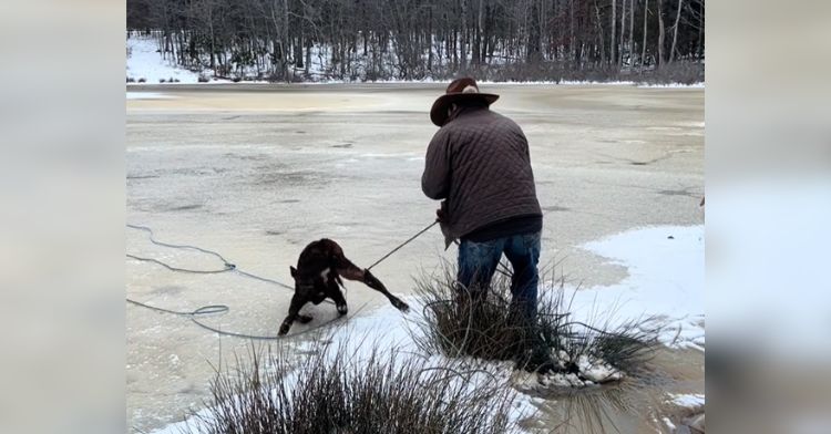 A cowboy rescues a baby cow from a frozen pond.