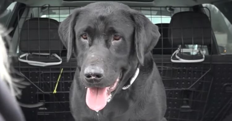 A Labrador retriever who had to be rescued from a difficult situation.