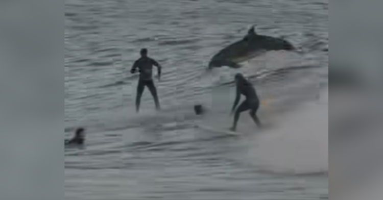 Incredible Moment: Dolphins Share Wave With Surfers During California ...