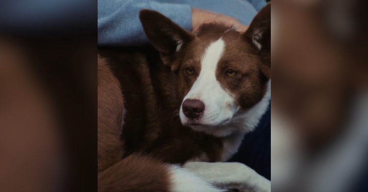 Meet Skippy The 2024 Farm Dog Of The Year Skippy Helping Us Is   Farm Dog Of The Year Featured Image 