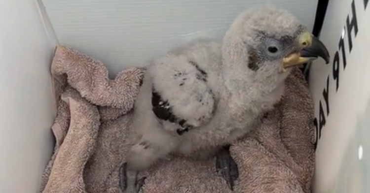 Rare Parrot Chick Found Abandoned In The Woods Gets New Foster Parents ...