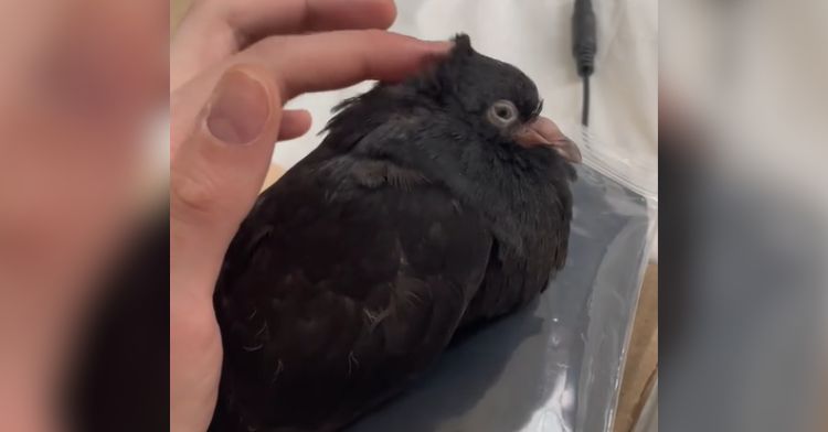 Woman Saves Young Pigeon, Chronicles How She Became A Member Of The Family.