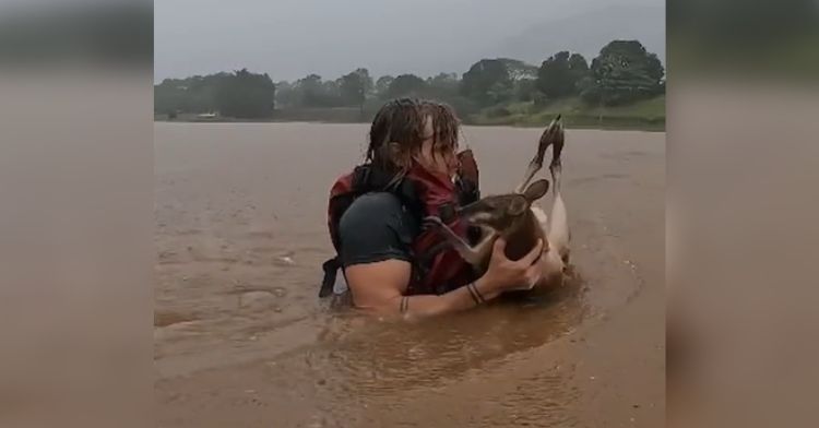 A man carries a wallaby out of floodwaters.