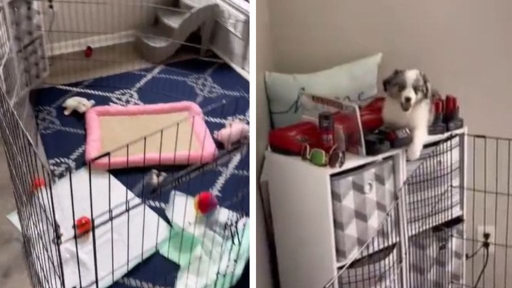 Left image shows an empty puppy cage. Right image shows the escaped puppy happily laying atop a shelf.