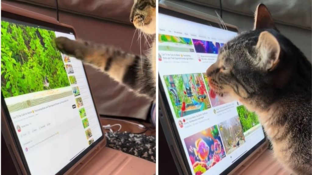 Images show a cat using a paw and its tongue to scroll through videos on an iPad.