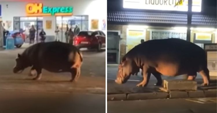 Hippo walks down the street in St. Lucia, South Africa.