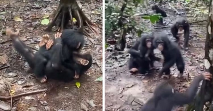 Orphan chimpanzee meeting new siblings at a rescue in West Africa. Hugs all around.