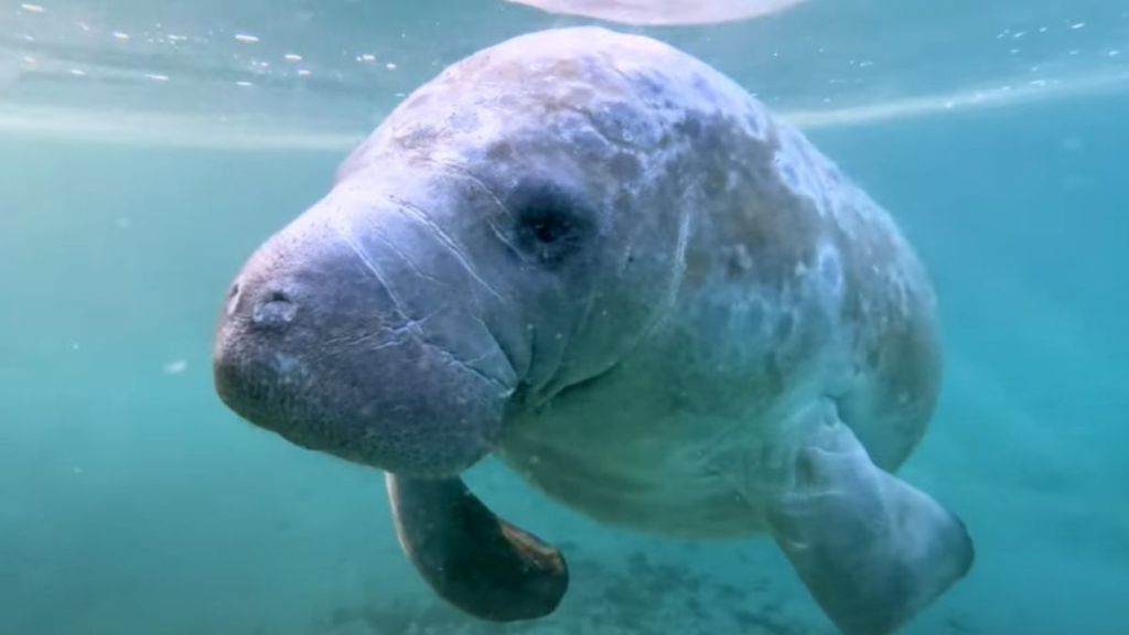 When divers swim with manatees, the floating potatoes will sometimes steal hugs.