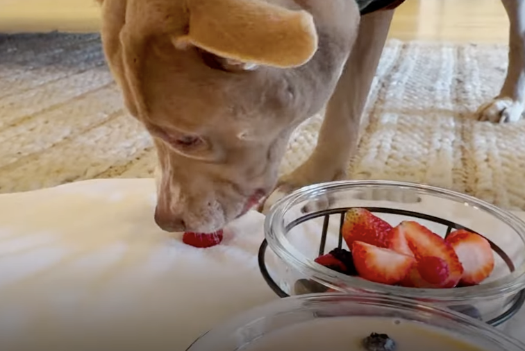 dog eating a strawberry