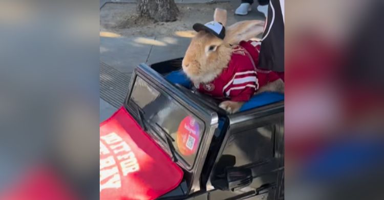 Alex the Great, a giant bunny, rides in his own car.
