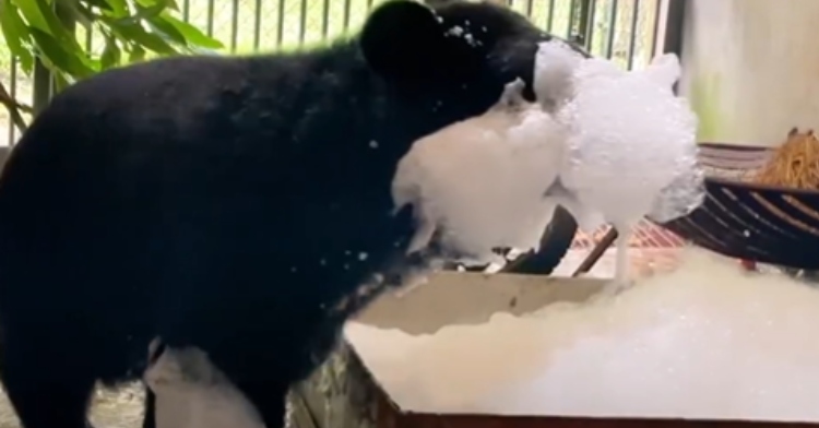 A baby bear named Wonder stands outside a bathtub with bubbles. She has so many bubbles on her head that you can't see her face.