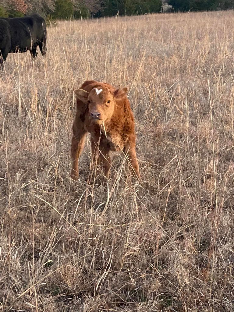 A cute little calf with a heart shape on her forehead. 