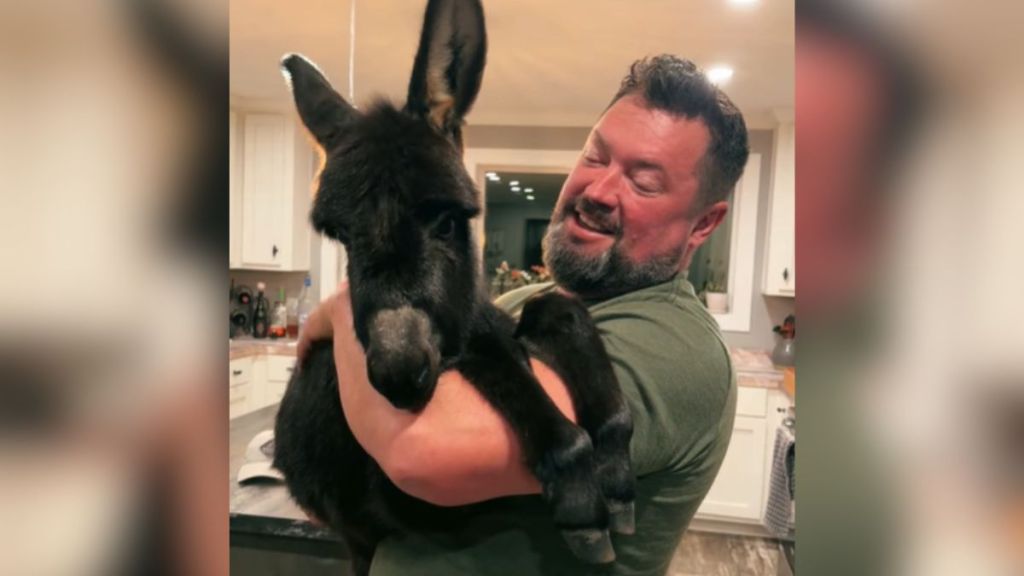 A man holds a black baby donkey in his arms.