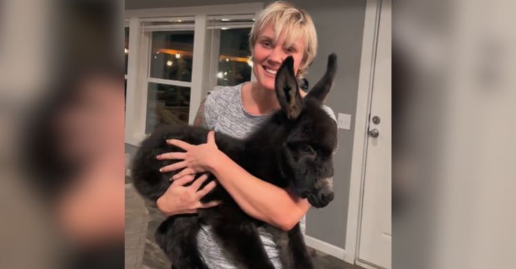 A woman holds an adorable baby donkey in her arms.