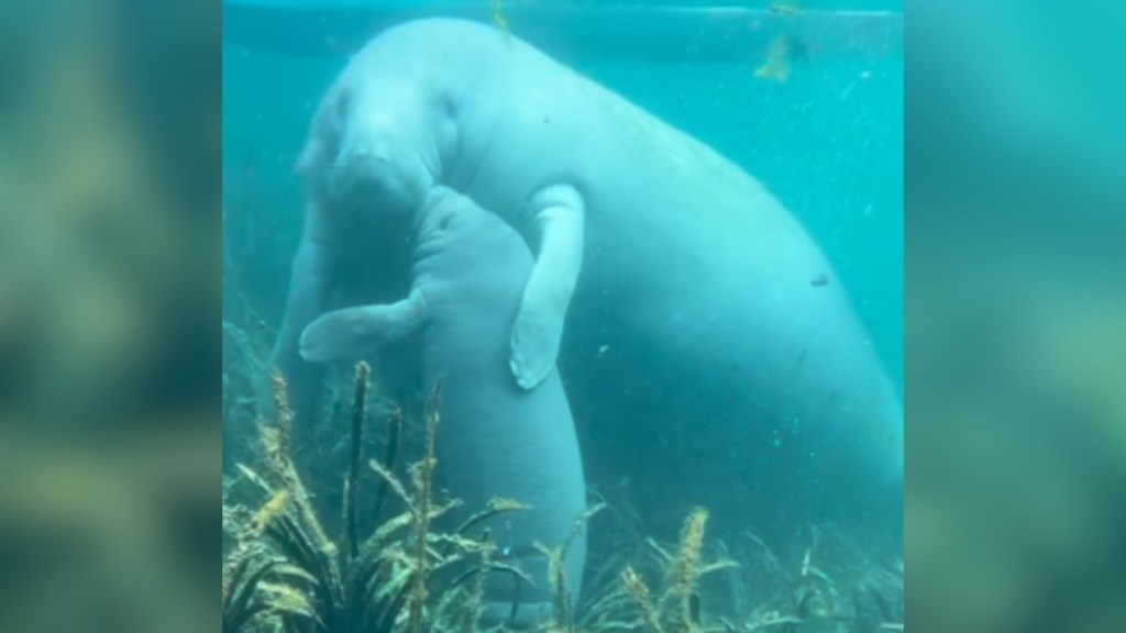 A mom manatee hugs her baby as they kiss her chin.