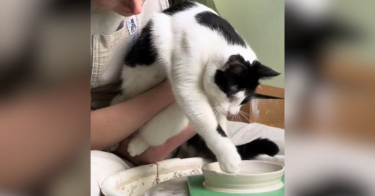 A cat using their paws to shape clay on a pottery wheel.